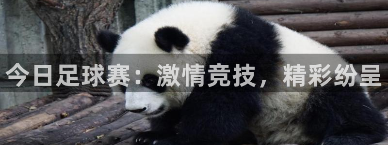今日足球赛:激情竞技,精彩纷呈